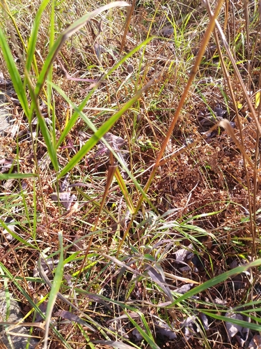Image of Blunt Mannagrass (Glyceria obtusa) by (c) Mike Zifkin, some rights reserved (CC BY)