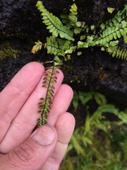 Asplenium monanthes