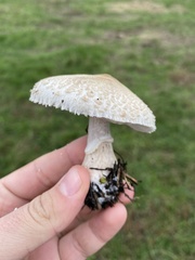 Chlorophyllum rhacodes