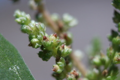 Amaranthus dubius