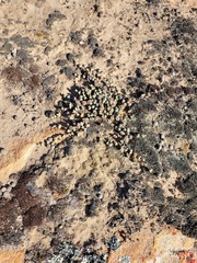 Braunsia maximilianii