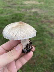 Chlorophyllum rhacodes