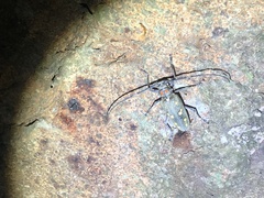 Batocera rubus rubus