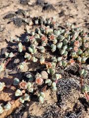 Braunsia maximilianii