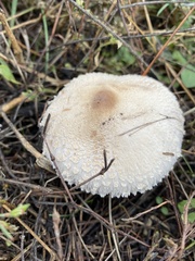 Chlorophyllum rhacodes