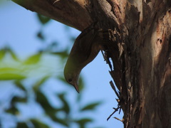 Colluricincla rufogaster