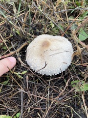 Chlorophyllum rhacodes