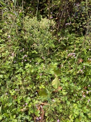 Erigeron sumatrensis