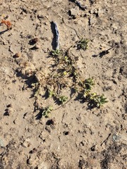 Mesembryanthemoideae