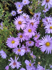 Symphyotrichum novae-angliae