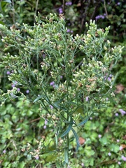 Erigeron sumatrensis