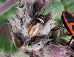 Heterogaster cathariae