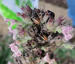 Heterogaster cathariae