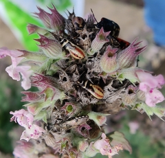 Heterogaster cathariae