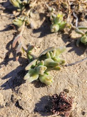 Mesembryanthemoideae