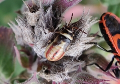 Heterogaster cathariae