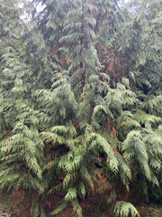 Thuja
