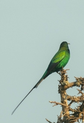 Nectarinia famosa famosa