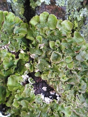 Pleurosticta acetabulum