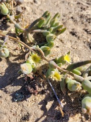 Mesembryanthemoideae