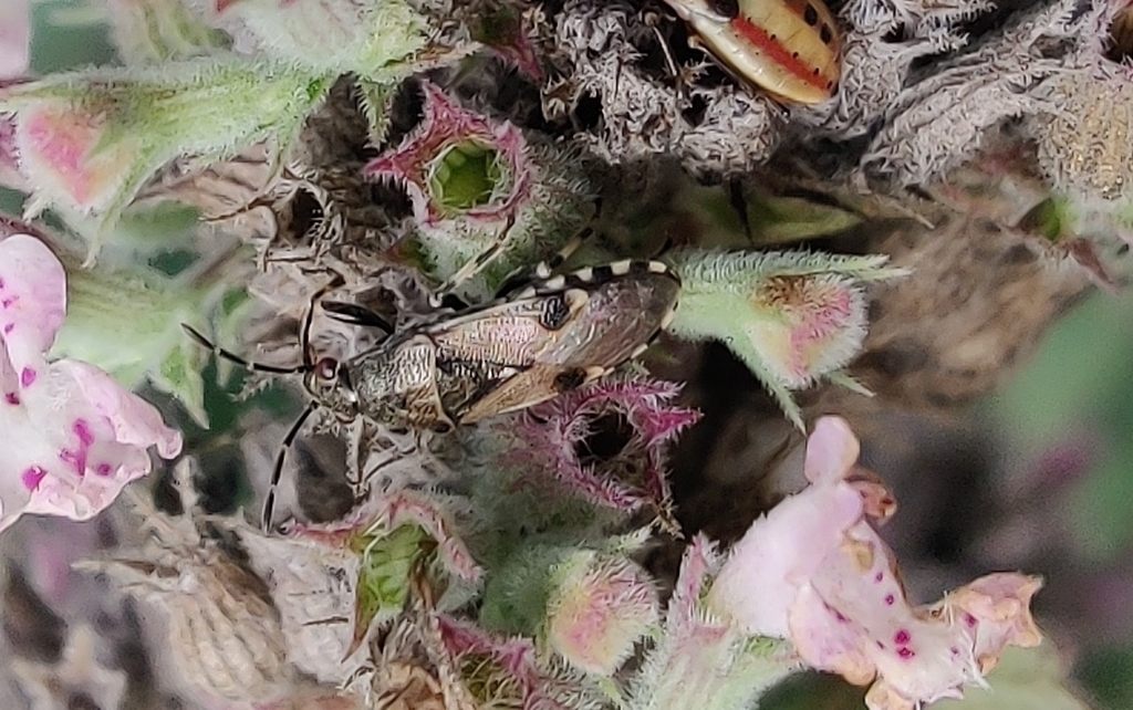 Heterogaster cathariae