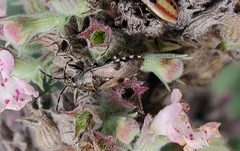 Heterogaster cathariae