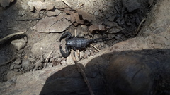 Opisthacanthus capensis