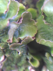 Pleurosticta acetabulum