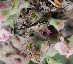 Heterogaster cathariae