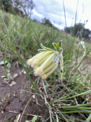 Pimelea octophylla