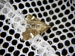 Diathrausta brevifascialis
