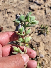 Mesembryanthemoideae