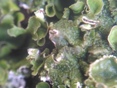 Pleurosticta acetabulum