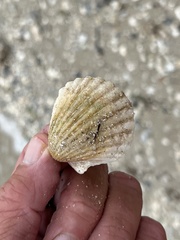 Pectinidae