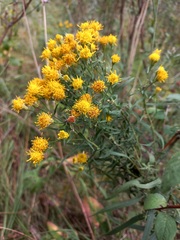 Galatella biflora