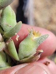 Mesembryanthemoideae