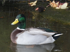 Anas platyrhynchos platyrhynchos