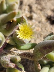 Mesembryanthemoideae