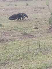 Myrmecophaga tridactyla