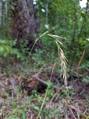 Elymus sibiricus