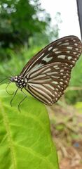 Ideopsis vulgaris macrina