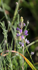 Lupinus truncatus
