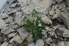 Valeriana apula