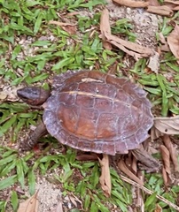 Heosemys spinosa