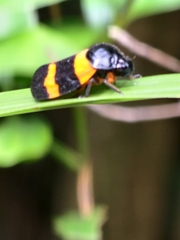 Cosmoscarta abdominalis