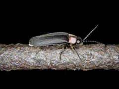 Nipponoluciola cruciata