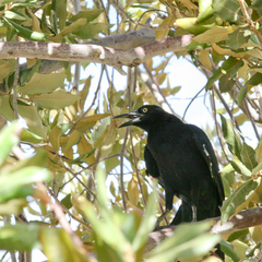 Quiscalus mexicanus