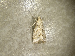 Microchilo inouei