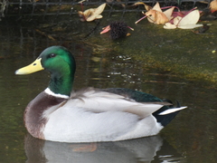 Anas platyrhynchos platyrhynchos