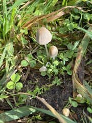 Coprinellus disseminatus